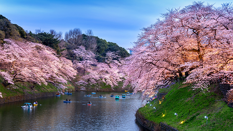 Bank of Japan raises interest rates to 0.5%